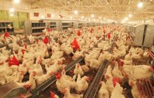 تاکنون ۴هزار و ۳۰۰ تعاونی در گرایش مرغداری گوشتی به ثبت رسیدند