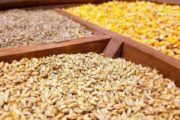 بروکراسی در وزارت جهاد کشاورزی کمبود نهاده‌های دامی را تشدید می کند