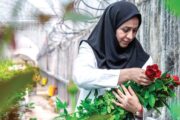 کارآفرینی با گل‌های رز در بحران کرونا