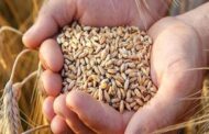 قیمت گندم ایران به نرخ جهانی رسید