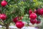 ایجاد پایانه صادراتی انار و توسعه صنایع تبدیلی مطالبه باغداران ساوه