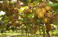ضرورت توجه به حل مشکل صادرات میوه کیوی