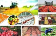 ۷۵ درصد تولید محصولات کشاورزی با تعاونی‌ها است