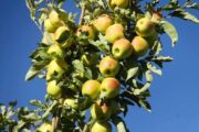 از باغ تا بازار؛ چالش‌ها و فرصت‌های زنجیره سیب ایران
